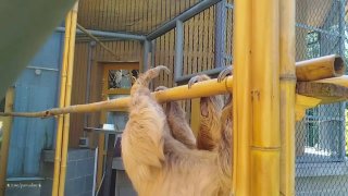 Двупалый Ленивец Сбышека Обрел Уличный Вольер в Зоопарке