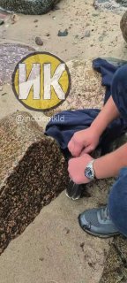 Спасение птенца чайки на мысе Надежда в Калининграде