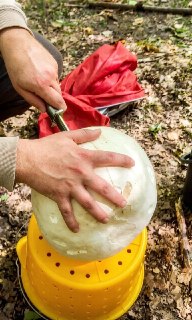 В Калининградской области нашли уникальный гигантский гриб весом около 3 кг